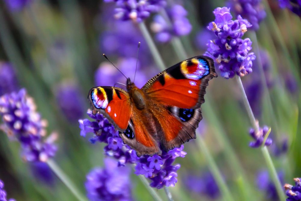 WILD CHISWICK - 26 April - Butterflies