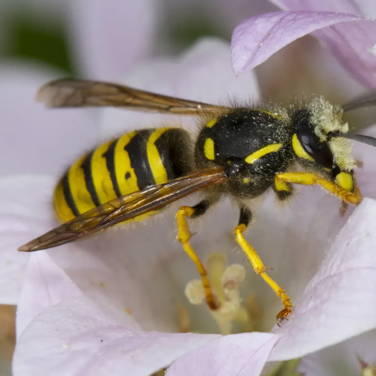"WASPS" - A talk on 27 September